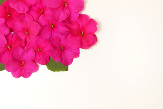 Blumenmuster, fleißiges Lieschen pinkfarben