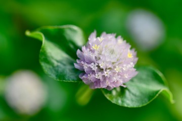 イングリッシュガーデンの花
