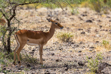 Grant Gazelle grazes in the vastness of the Kenyan savannah