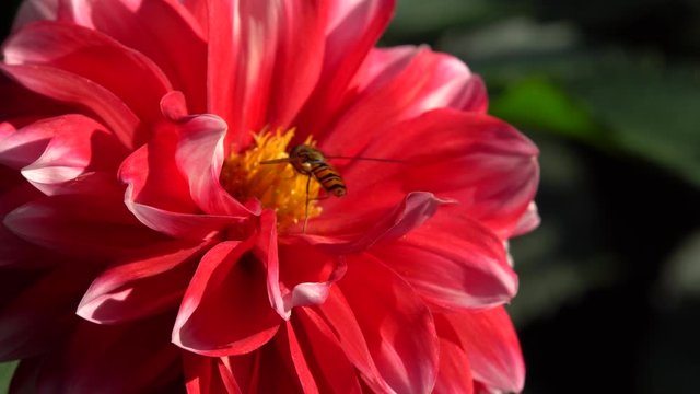 Macro hoverfly Episyrphus balteatus collecting nectar and pollen on a red dahlia flower in the foothill park of the North Caucasus