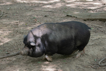 vietnam black pig in farm