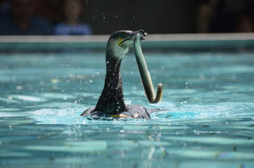 Cormoran en pleine chasse d'une anguille.