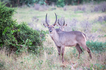 A waterbuck stands in the savanna watching you