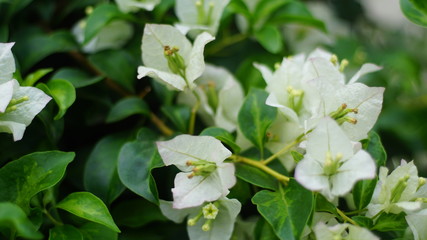 beautiful flowers bloom in summer
