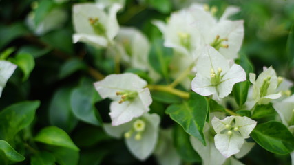 beautiful flowers bloom in summer