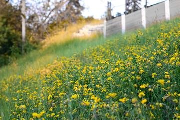 Yellow flowers on hill
