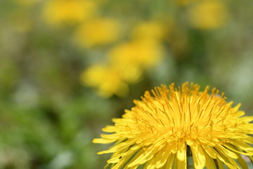 黄色い花　タンポポ