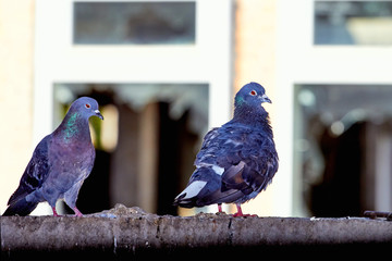 Pigeons close-up on a combined background