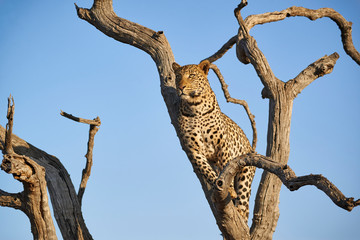 A Wonderfully marked Female African Leopard gazes out across the Bush from her Perch in a Dead Tree.