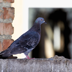Pigeons close-up on a combined background
