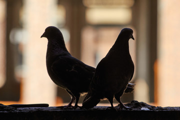 Pigeons close-up on a combined background