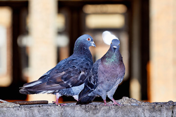 Pigeons close-up on a combined background