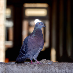 Pigeons close-up on a combined background