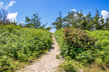 Fototapeta na wymiar Chemin de randonnées à la pointe de Mousterlin dans le Finistère