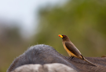Yellow Billed Oxpecker in the Kruger National Park 