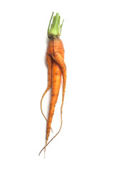 closeup of funny carrot on white background