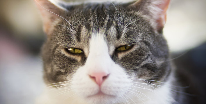 The muzzle of a domestic striped haughty cat with yellow eyes, which he contemptuously squinted