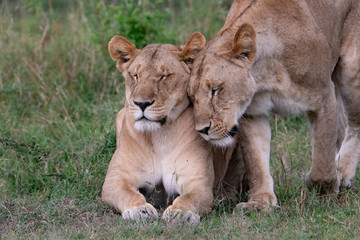 Fototapeta na wymiar pair of happy Lions 
