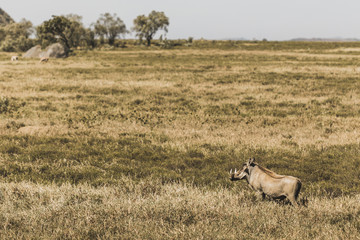 Naklejka na ściany i meble One common warthog in savanna on safari in Kenya national park. Harmony in nature. Wild animals in grassland.