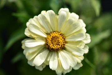 Fototapeta premium 日本のイングリッシュガーデンの花壇の花
