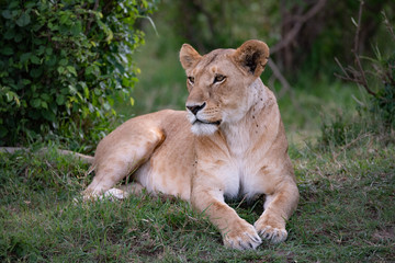 Fototapeta na wymiar Lioness resting in light shade