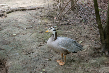 black and white duck in the farm