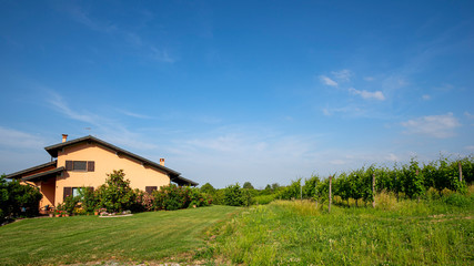 Obraz premium Vineyards of Oltrepo Pavese at spring
