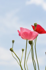 Obraz premium ポピーの花