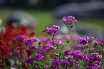 Obraz premium 日本のイングリッシュガーデンの花壇の花