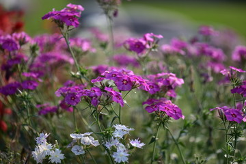 Fototapeta premium 日本のイングリッシュガーデンの花壇の花