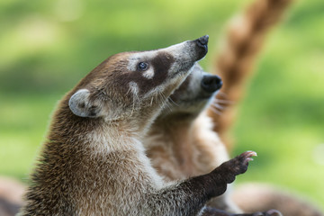 Obraz premium Portrait of group cute white nosed coatis, Nasua narica, begging for food, fighting and looking at a camera with funny expression. Cancun. Mexico