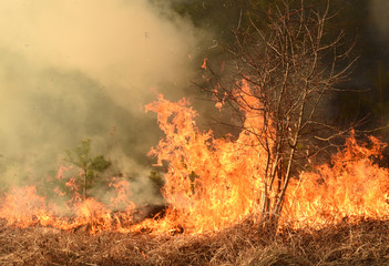 wildfire, forest fire, burning forest