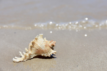 Obraz na płótnie Canvas Beatiful Seashell on the beach