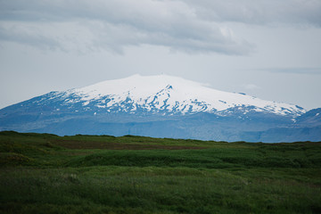 seal in iceland