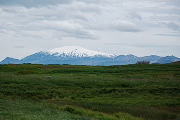 seal in iceland