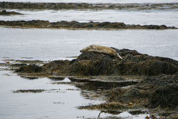 seal in iceland