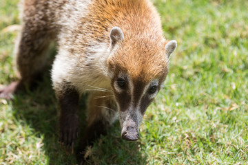 Portrait of cute white nosed coati, Nasua narica, begging for food, fighting and looking at a camera with funny expression. Cancun. Mexico