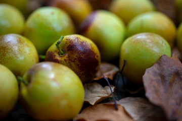 Chinese jujube winter jujube, harvesting mature winter jujube, sweet color
