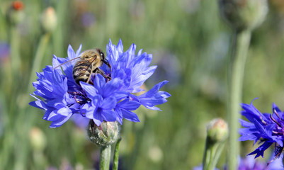 Kornblume mit Biene, Blume, Bienenwiese