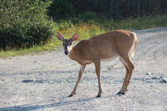female deer