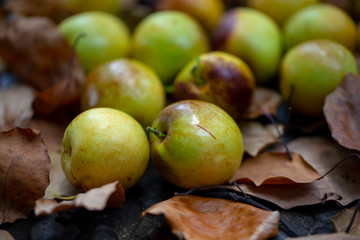 Chinese jujube winter jujube, harvesting mature winter jujube, sweet color