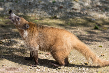 Portrait of cute white nosed coati, Nasua narica, begging for food, fighting and looking at a camera with funny expression