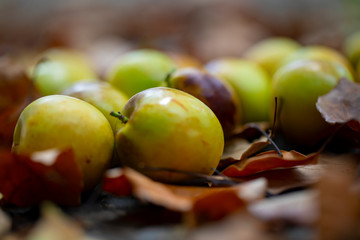 Chinese jujube winter jujube, harvesting mature winter jujube, sweet color