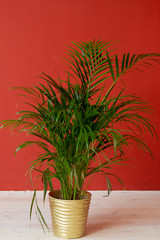 A palm tree in a tub stands against the red wall. Minimalism style in the interior. Bright color.