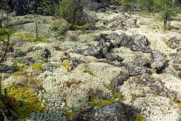 The moss in siberia forest