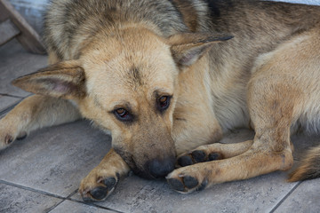 Street dog relaxes in the shade on road tiles