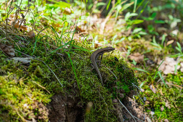 Lizard on a stone covered with moss