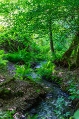 Fototapeta na wymiar Narrow river in a forest