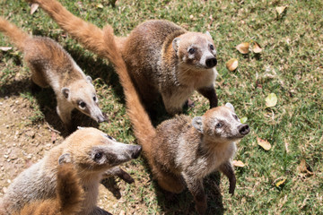 Portrait of group cute white nosed coatis, Nasua narica, begging for food, fighting and looking at...