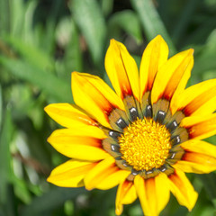 Obraz premium beautiful gazania flowers blooming background close up